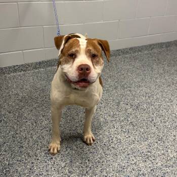 Juice -  English Bulldog and Mixed Breed Dog for Adoption in Greenville, South Carolina - Juice | PetCurious