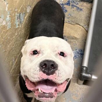 Cowboy -  Pit Bull Terrier Dog for Adoption in Newark, New Jersey - Cowboy | PetCurious
