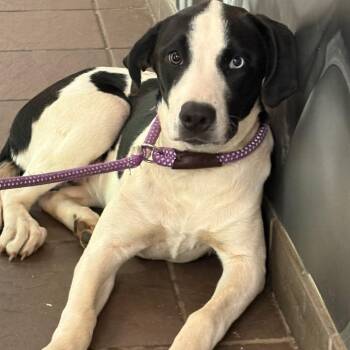 Mixed Breed Dogs Available for Adoption in Columbus, Georgia - 04/23/2026-Stray-GatewayRoad | PetCurious