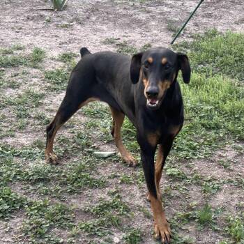 Doberman Pinscher Dogs Available for Adoption in Harlingen, Texas - Darla | PetCurious