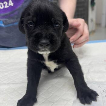 Zolen -  Mixed Breed Dog for Adoption in Indianapolis, Indiana - Zolen | PetCurious
