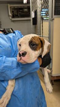 Cincy - Spain -  Boxer Dog for Adoption in Monticello, New York - Cincy - Spain | PetCurious