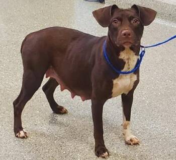 Brownie -  Beagle and Mixed Breed Dog for Adoption in Kansas City, Missouri - Brownie | PetCurious