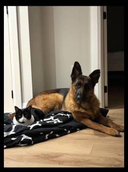 PHOEBE -  German Shepherd Dog Dog for Adoption in Toronto, Ontario - PHOEBE | PetCurious