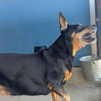 Bubba -  Chihuahua Dog for Adoption in Kingman, Arizona - Bubba | PetCurious