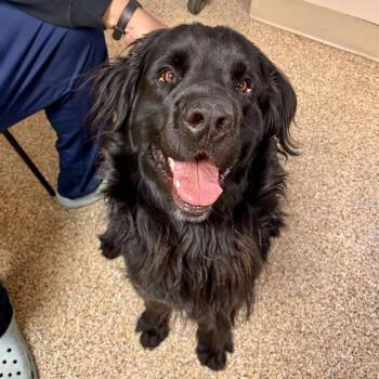 Black Labrador Retriever and Newfoundland Dog Dogs Available for Adoption - Theo | PetCurious