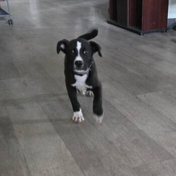 Pit Bull Terrier Dogs Available for Adoption - Onyx | PetCurious