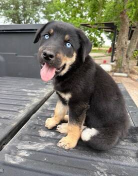 German Shepherd Dog Dogs Available for Adoption in Evergreen, Colorado - Billie Bone Armstrong  | PetCurious