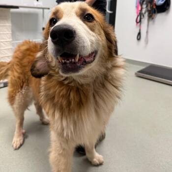 Maxy -  Great Pyrenees and Australian Shepherd Dog for Adoption in Abilene, Texas - Maxy | PetCurious