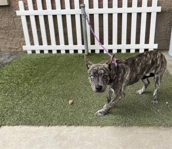 German Shepherd Dog and Belgian Shepherd Malinois Dogs Available for Adoption in Modesto, California - LANCE | PetCurious