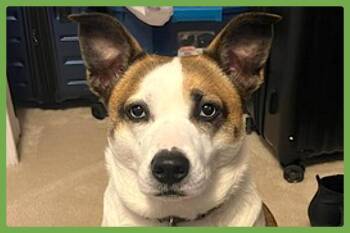 Rescue Australian Cattle Dog Blue Heeler and Siberian Husky Dogs for Adoption in Amherst, Massachusetts - Wheezy | PetCurious