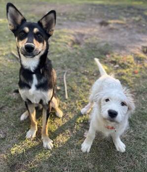 Rescue German Shepherd Dog Dogs for Adoption in Yorktown, Virginia - Rocco | PetCurious