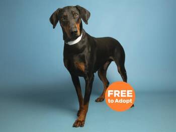 Doberman Pinscher Dogs Available for Adoption - DUKE | PetCurious