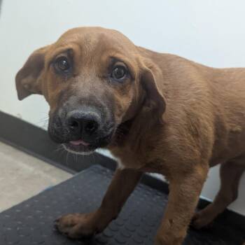 Hound Dogs Available for Adoption - Grace | PetCurious