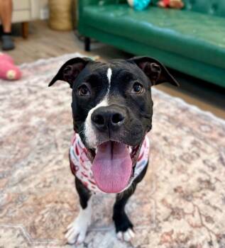 Lovey Dovey Little Miss Personality -  Pit Bull Terrier and Bulldog Dog for Adoption in Friendswood, Texas - Lovey Dovey Little Miss Personality | PetCurious