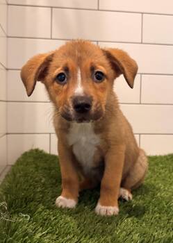 Mabel -  Retriever Dog for Adoption in Minneapolis, Minnesota - Mabel | PetCurious