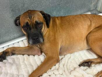 Poseidon -  Boerboel and Mastiff Dog for Adoption in Severance, Colorado - Poseidon | PetCurious