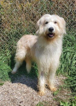 Rescue Labrador Retriever and Standard Poodle Dogs for Adoption in Lake City, Michigan - Shaggy (6833) | PetCurious