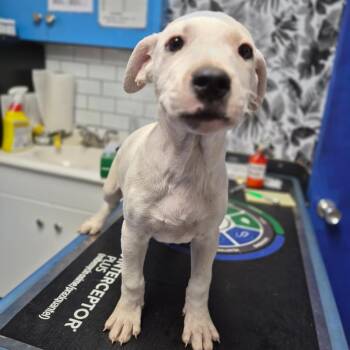 Hound Dogs Available for Adoption in Wahiawa, Hawaii - Capricorn | PetCurious