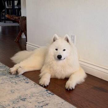 CJ -  Samoyed Dog for Adoption in Los Angeles, California - CJ | PetCurious