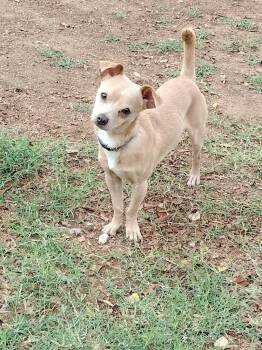 Rescue Chihuahua Dogs for Adoption in Phoenix, Arizona - Little Man | PetCurious