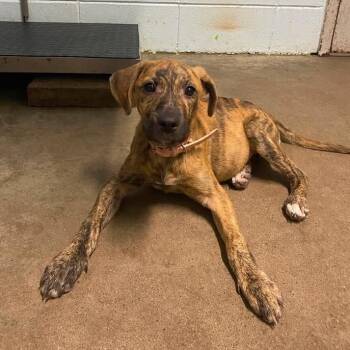 Sapphire -  Labrador Retriever and Mountain Cur Dog for Adoption in Beaumont, Texas - Sapphire | PetCurious