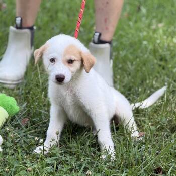 Astrid -  Great Pyrenees and Labrador Retriever Dog for Adoption in Locust Fork, Alabama - Astrid | PetCurious