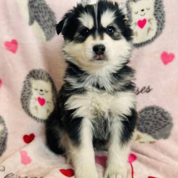 American Eskimo Dog Dogs Available for Adoption - Enzo | PetCurious