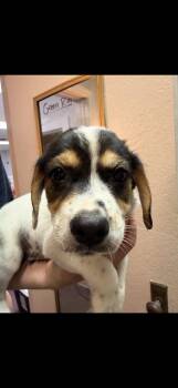 Elm -  Hound Dog for Adoption in South Bend, Indiana - Elm | PetCurious