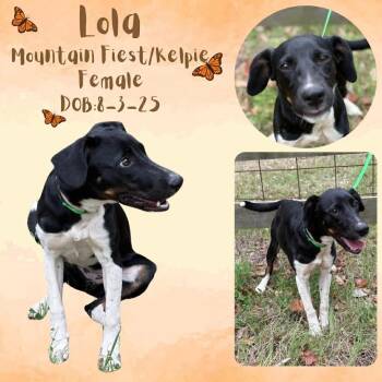 Feist and Australian Kelpie Dogs Available for Adoption - Lola | PetCurious