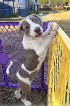 American Bulldog Dogs Available for Adoption in Kannapolis, North Carolina - Petunia | PetCurious