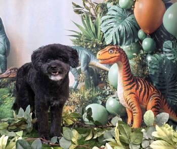 Miniature Poodle Dogs Available for Adoption in Phoenix, Arizona - Myrtle | PetCurious