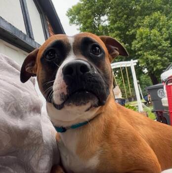 Bandit -  Boxer Dog for Adoption in Tulsa, Oklahoma - Bandit | PetCurious