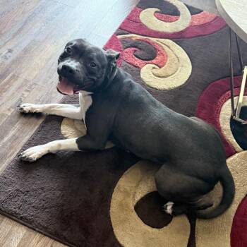 Khloe -  Pit Bull Terrier and Mixed Breed Dog for Adoption in Philadelphia, Pennsylvania - Khloe | PetCurious