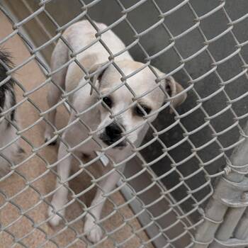 Thing 1 -  Mixed Breed Dog for Adoption in Ardmore, Oklahoma - Thing 1 | PetCurious