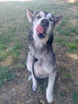 Hopper -  Siberian Husky Dog for Adoption in Mcminnville, Oregon - Hopper | PetCurious
