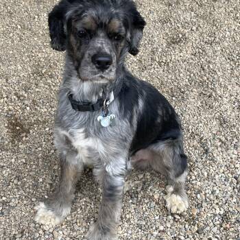 Cocker Spaniel Dogs Available for Adoption - Leo | PetCurious