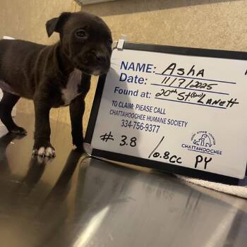 Rescue Black Labrador Retriever Dogs for Adoption in Valley, Alabama - Asha | PetCurious