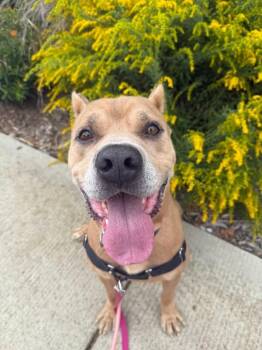 Mixed Breed Dogs Available for Adoption - Tute | PetCurious