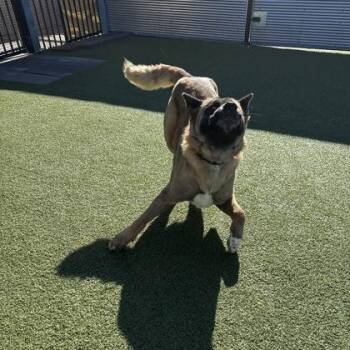 Raven -  Akita and Mixed Breed Dog for Adoption in Merriam, Kansas - Raven | PetCurious