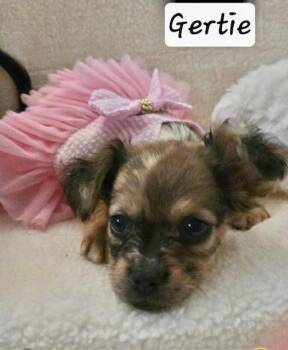 Rescue Dachshund and French Bulldog Dogs for Adoption in Los Angeles, California - Designer Puppy Gertie - Las Vegas | PetCurious