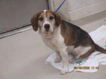 Shadow(882) -  Pit Bull Terrier and Beagle Dog for Adoption in Marietta, Georgia - Shadow(882) | PetCurious