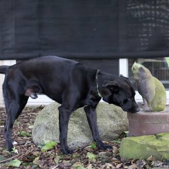 Durango -  Black Labrador Retriever and Mixed Breed Dog for Adoption in Mckean, Pennsylvania - Durango | PetCurious