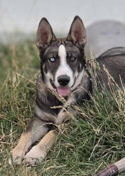 Blue -  Siberian Husky Dog for Adoption in Menifee, California - Blue | PetCurious
