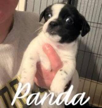 Boston Terrier Dogs Available for Adoption in Grafton, Wisconsin - Panda | PetCurious