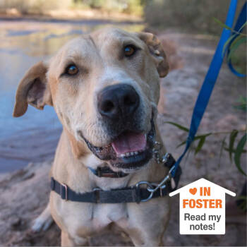 Rescue Labrador Retriever Dogs for Adoption in Kanab, Utah - Mojito | PetCurious