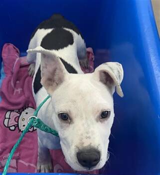 Mixed Breed Dogs Available for Adoption in Dallas, Texas - ZOOM | PetCurious