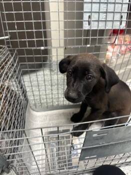 Labrador Retriever and Mixed Breed Dogs Available for Adoption in Pasadena, Texas - A185390 | PetCurious