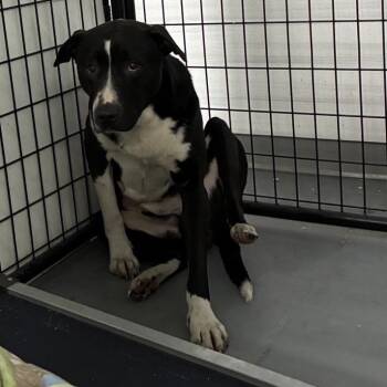 Labrador Retriever Dogs Available for Adoption - Charming | PetCurious