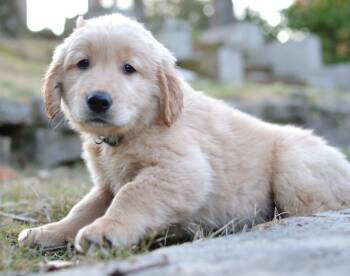 Golden Retriever Dogs Available for Adoption - Charlie | PetCurious